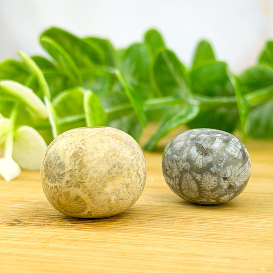 Pierre roulée en corail fossilisé