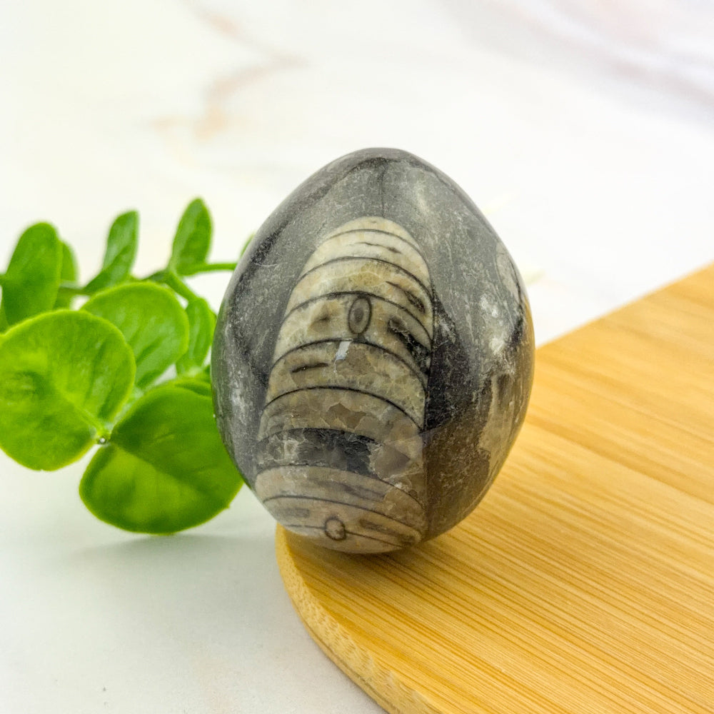 Oeuf d'orthocéras