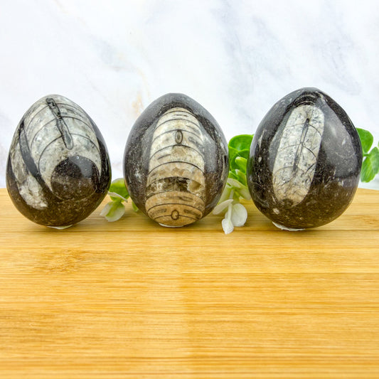 oeuf de fossile d'orthocéras