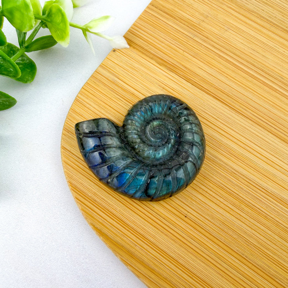 Escargot plat en labradorite