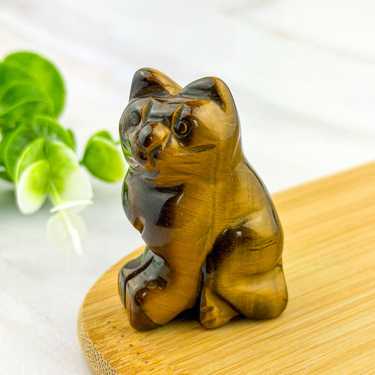 Chat en Oeil de tigre