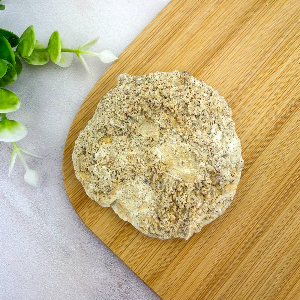 Fossile de france