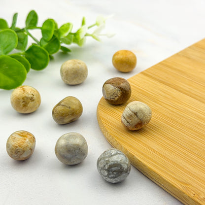 Pierre roulée en corail fossilisé