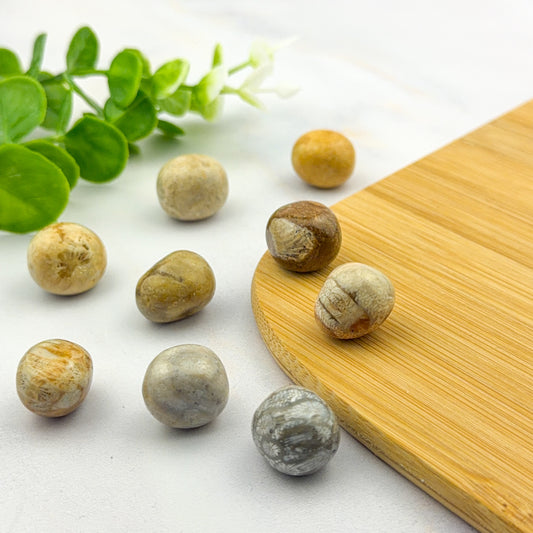 Pierre roulée en corail fossilisé